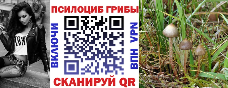 закладка  Хабаровск  Псилоцибиновые грибы MAGIC MUSHROOMS 
